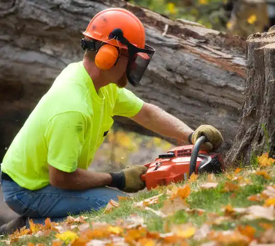 tree services Wallins Creek